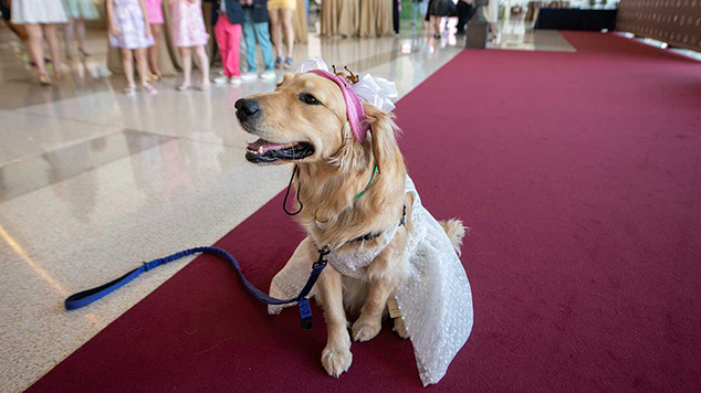 A good dog dressed up for Derby Day Soiree