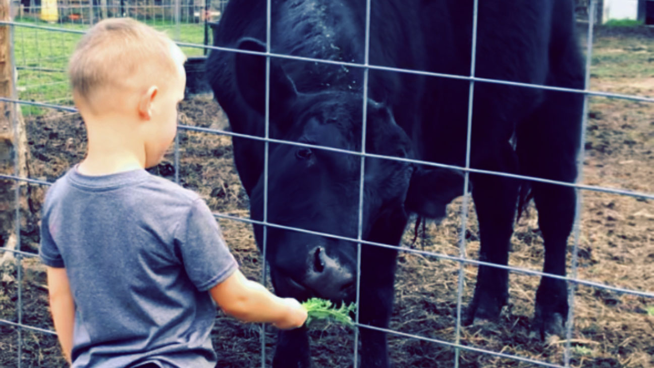 Bryar with the family's 2-year-old bull, Cash. (Courtesy: Caleb and Madeline Brooks)