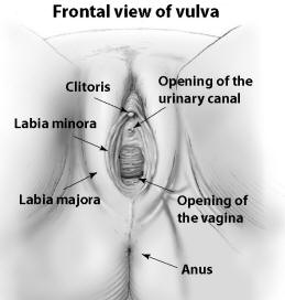 Libraries the labia Q&A on