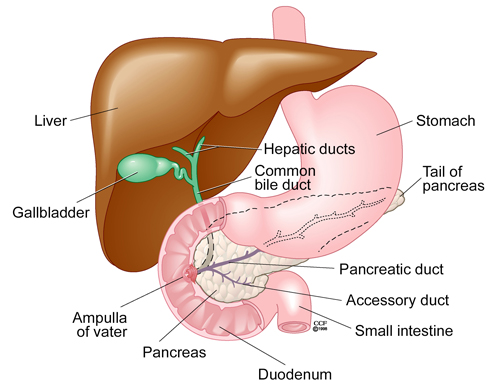 common bile duct