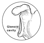 An illustration of the glenoid cavity in the shoulder.