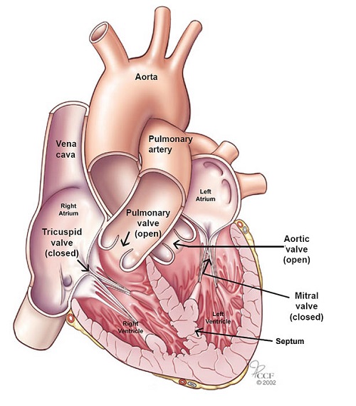 Inside of the heart