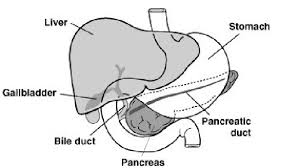 ECRP procedure Information