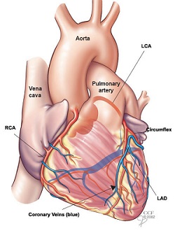 Front View (Anterior) of the Heart