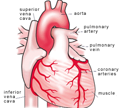 The exterior of the heart.
