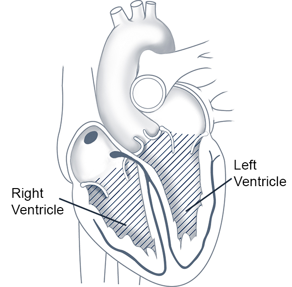 Ventriculi cardiaci