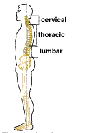 Cervical spine, thoracic spine, lumbar spine