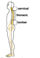 Tulang belakang leher, tulang belakang dada, tulang belakang lumbar