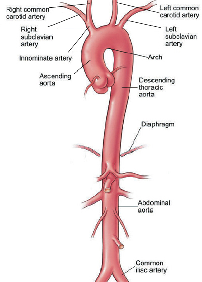 Aorta Anatomy Heart