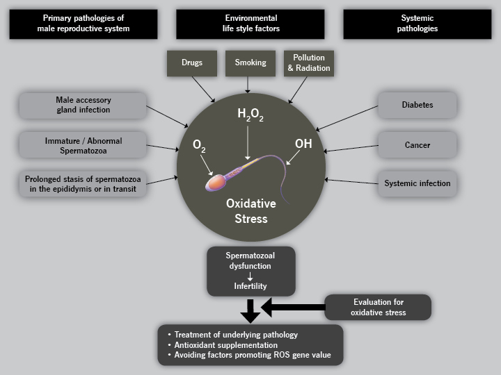 Male Infertility: Causes & Treatment