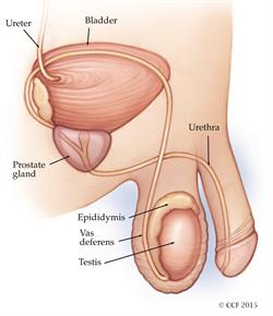 sistema urinario maschile;  uretere, vescica, ghiandola prostatica, uretra, epididimo, dotto deferente, testicolo