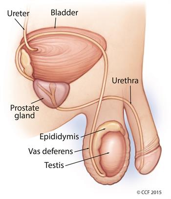 Testicles (testis) , scrotum and surrounding area.
