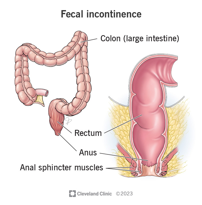 The rectum, anus and anal sphincter muscles within the colon