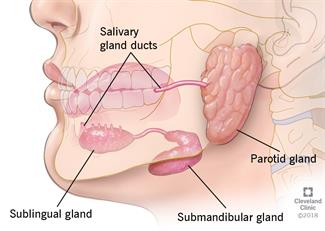Location of salivary gland ducts and parotid, sublingual and submandibular salivary glands in a face.