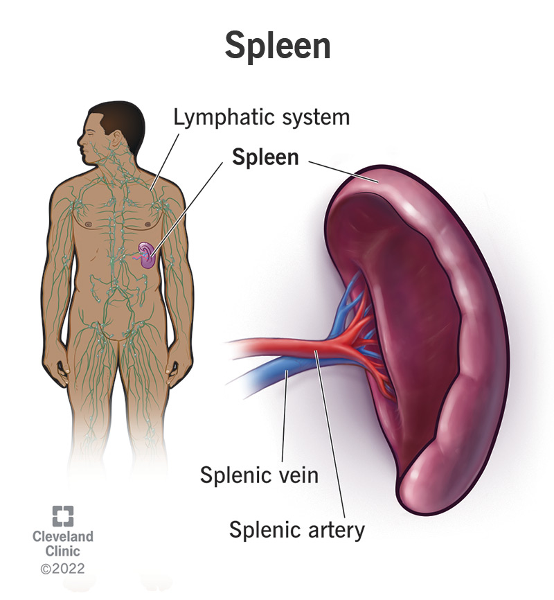 Your spleen is a fist-sized organ that lives inside your left ribcage.