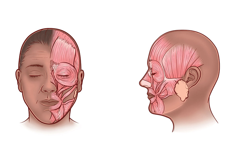 medical terminology for face