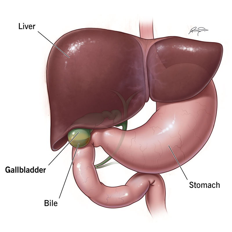 Location of gallbladder