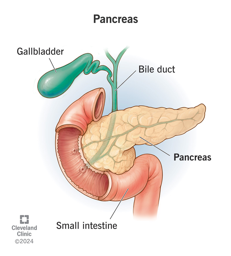 Your pancreas is connected to your biliary system. It sends enzymes to your intestine through your bile ducts.