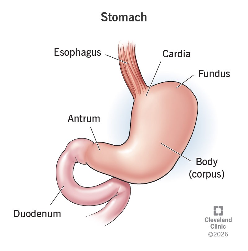 Stomach parts, including the cardia, fundus, corpus and antrum