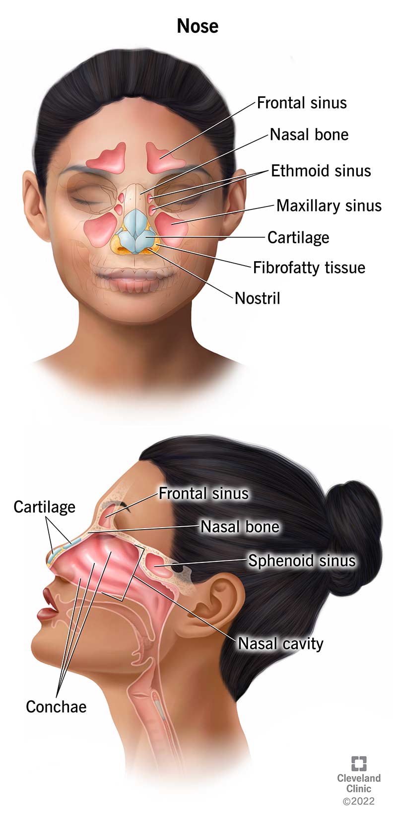 Diagram shows anatomy of a person's nose from the front and side views.