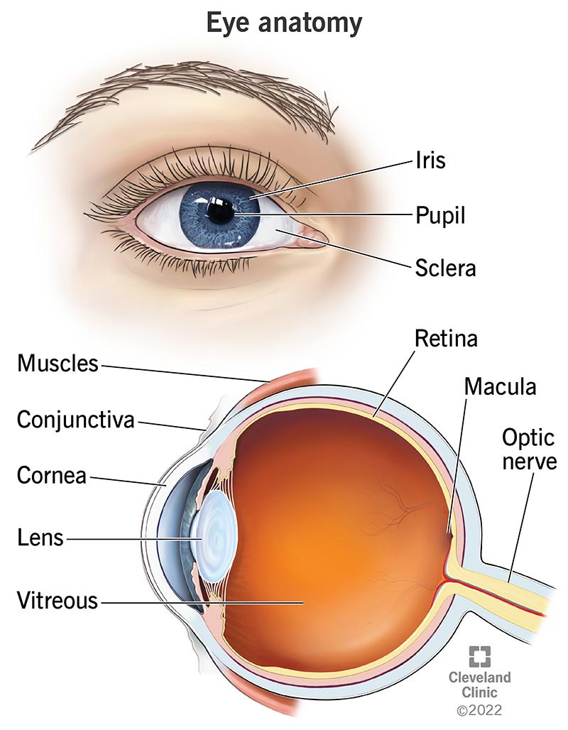 The labeled anatomy of an eye.