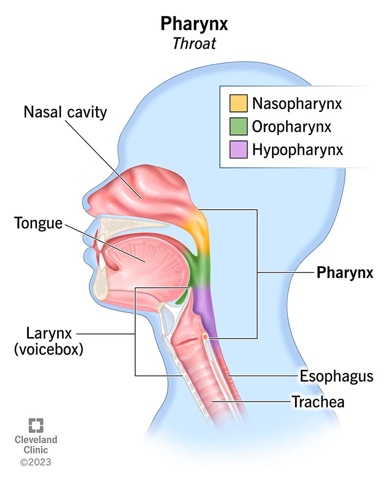 Your pharynx includes (inset) your nasopharynx (yellow), oropharynx (green) and laryngopharynx (purple).