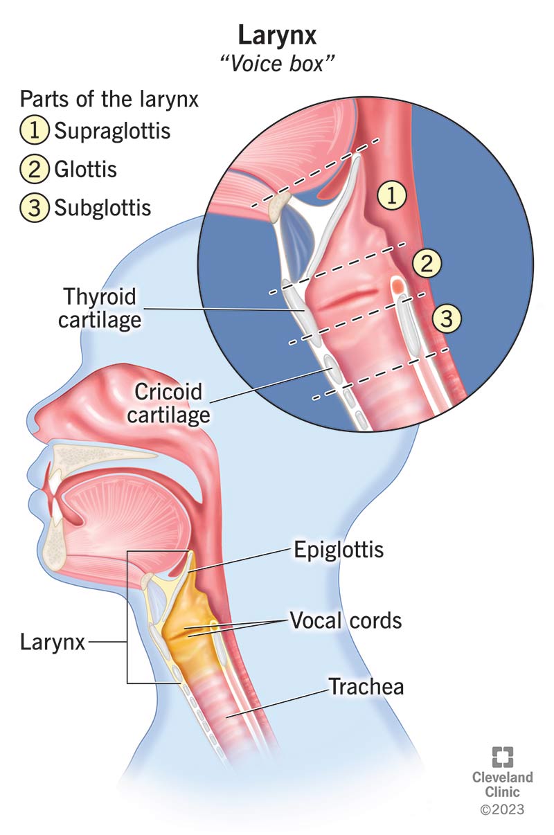 parts of nose and its function