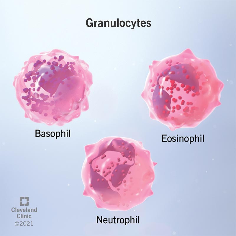 Types of granulocytes include neutrophils, eosinophils and basophils.