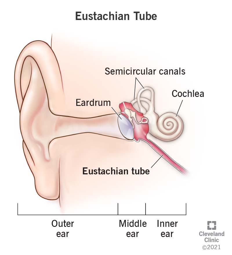 Medical illustration showing the eustachian tube that connects your middle ear and throat.