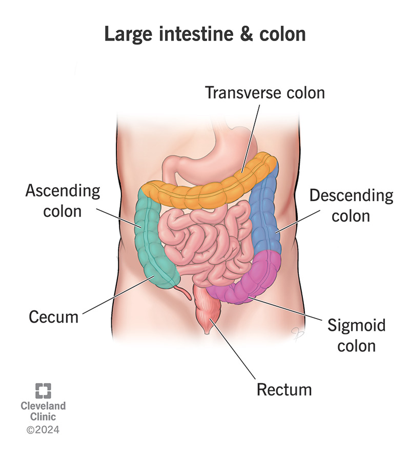 Large intestine parts are (from left) cecum, ascending colon, transverse colon, descending colon, sigmoid colon and rectum