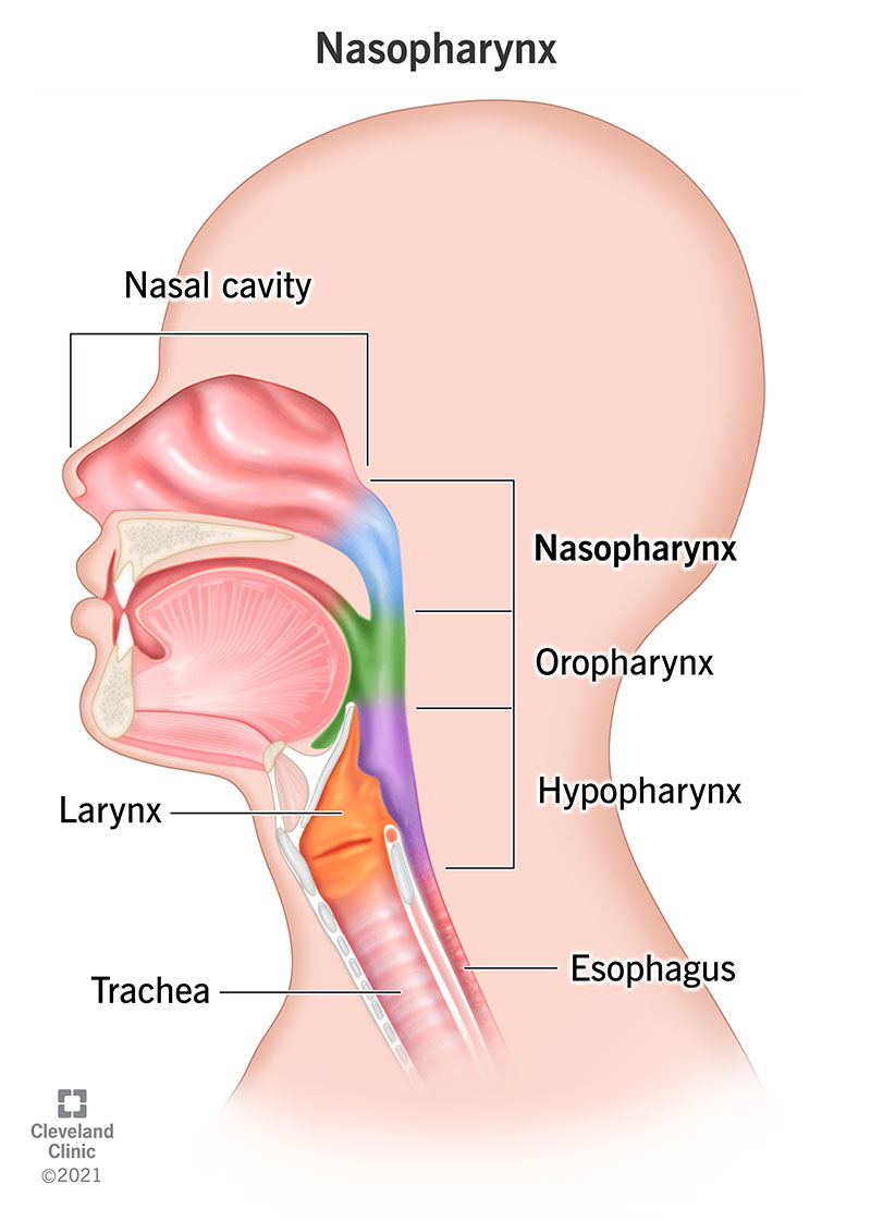 Nasopharynx: What Is It, Anatomy & Function