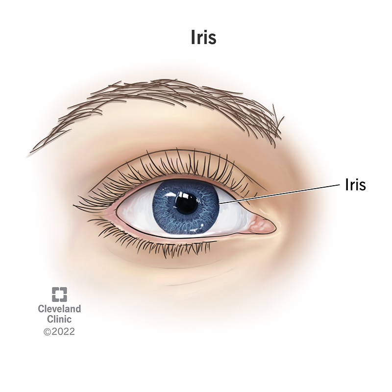The iris is the colored part of the eye.