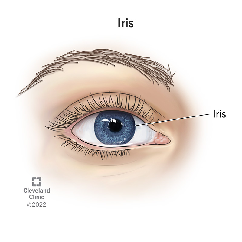 Iris Of The Eye Definition Anatomy Common Conditions