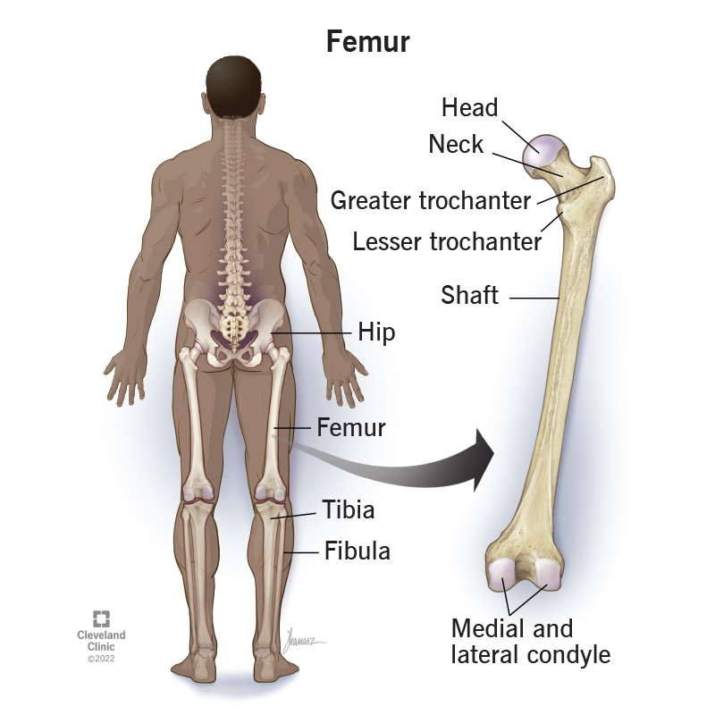 The femur is the only bone in your thigh.