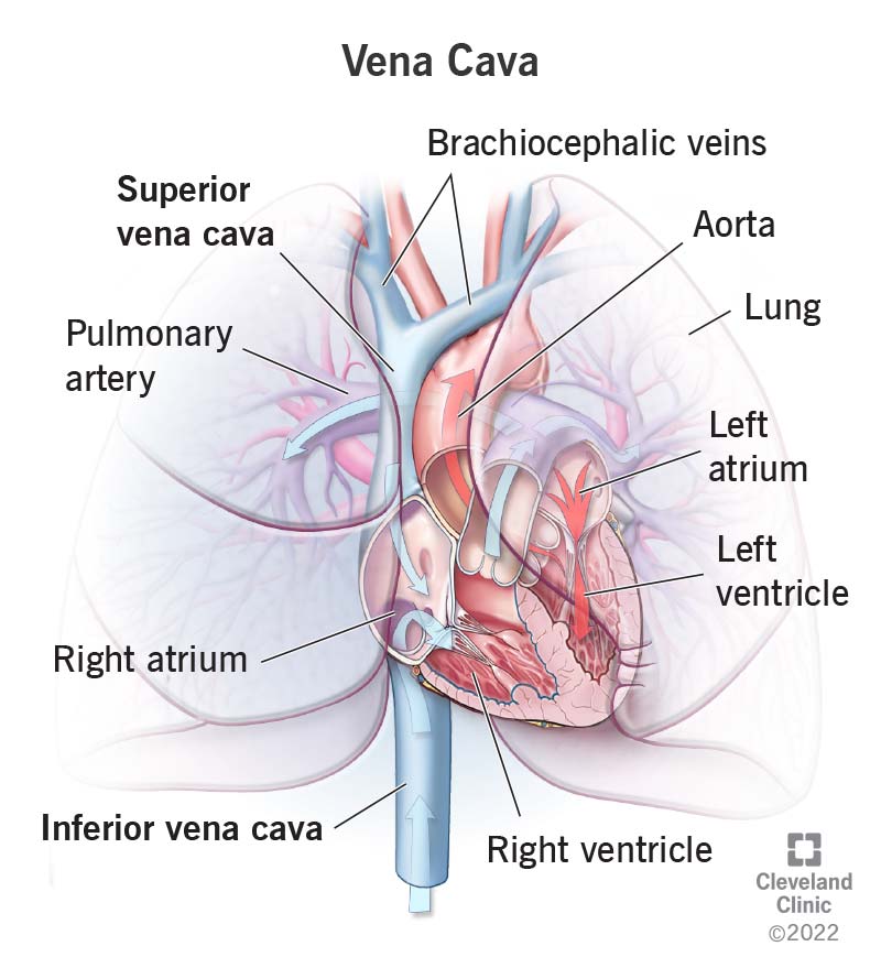 school arteries and veins diagram