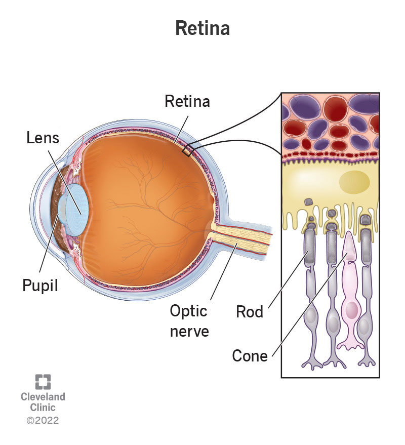 Labeled anatomy of the retina and eye.