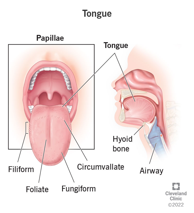 Your tongue is covered in tiny papillae (bumps) and thousands of taste buds.