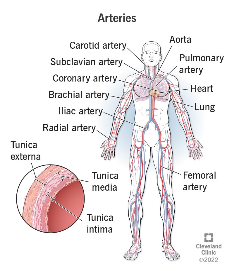 coronary artery anatomy diagram