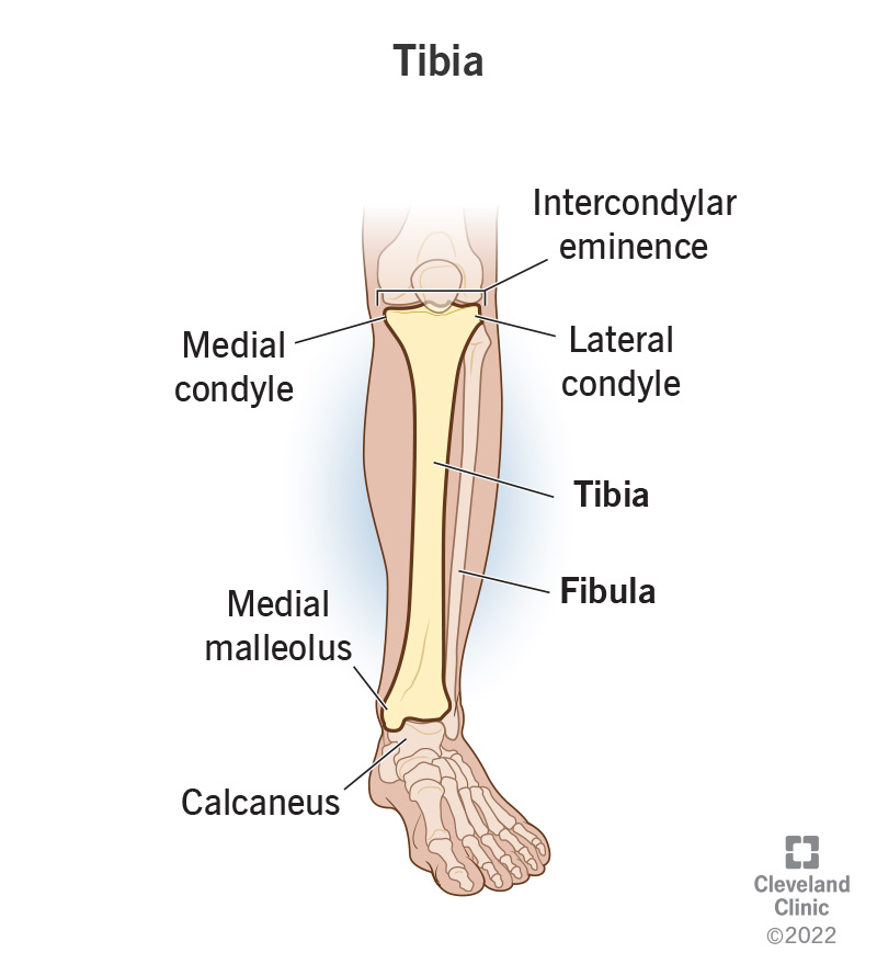 The labeled anatomy of a tibia (shin bone).