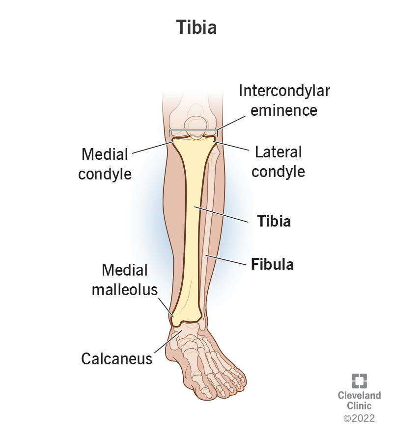 Tibia (Shin Bone): Location