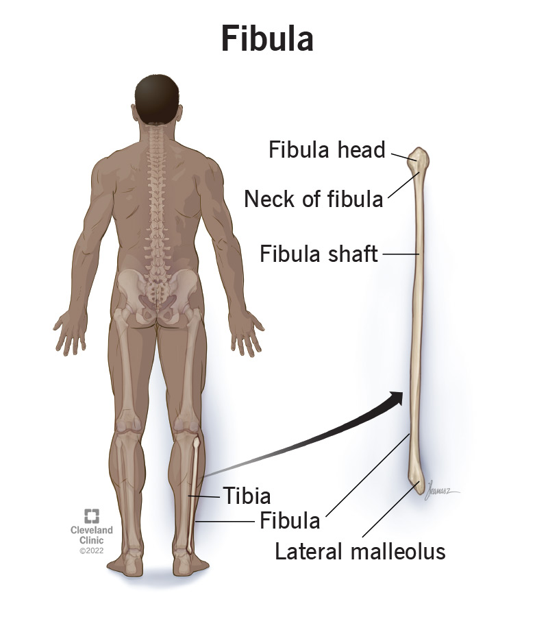 Labled anatomy of a fibula