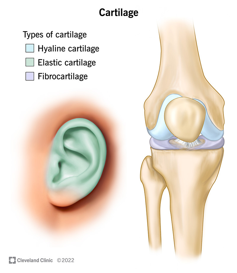 Elastic cartilage, hyaline cartilage and fibrocartilage labeled on an illustration of an ear and knee joint.