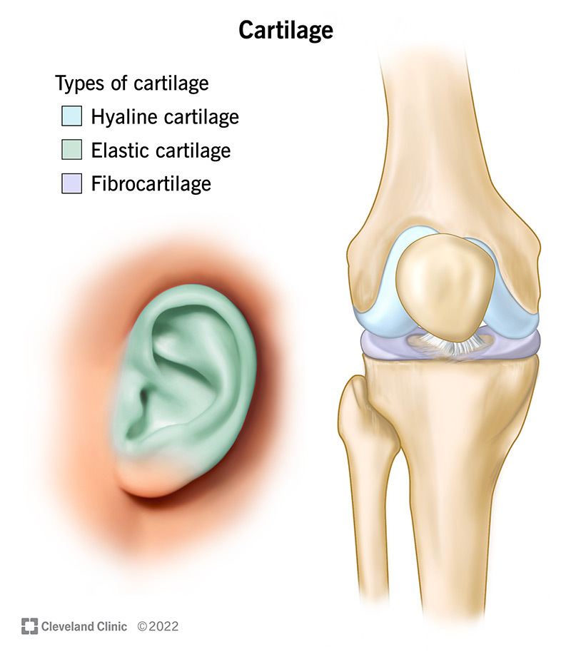 hyaline cartilage connective tissue slide