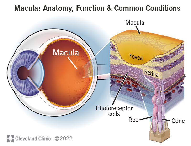 Macula: Anatomy, Function & Common Conditions