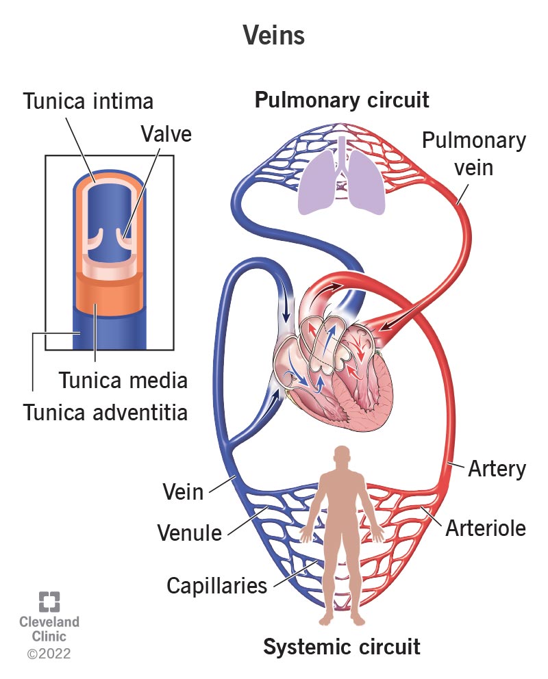 Illustration of vein anatomy.