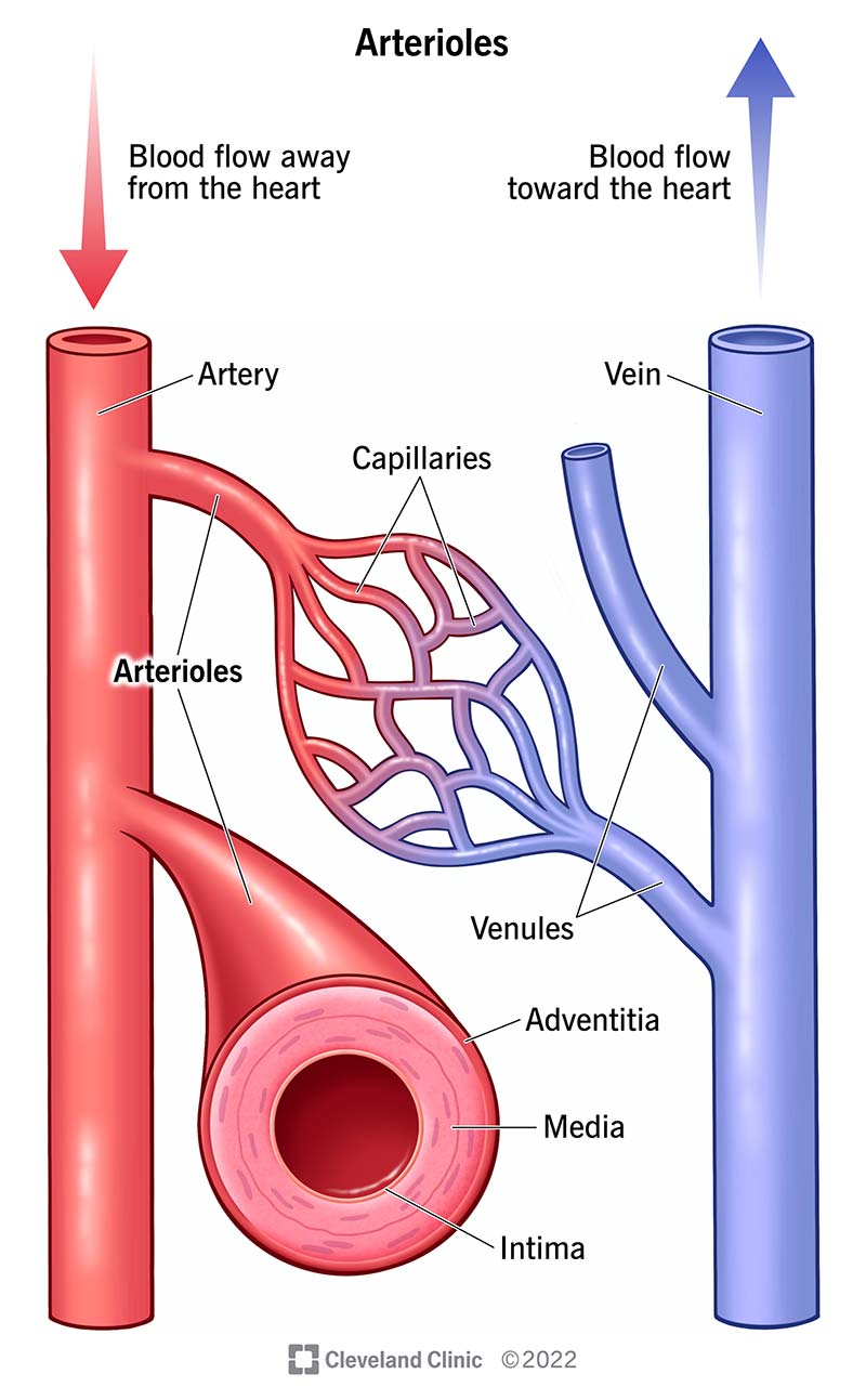 Arterioles are small branches of an artery leading into capillaries.
