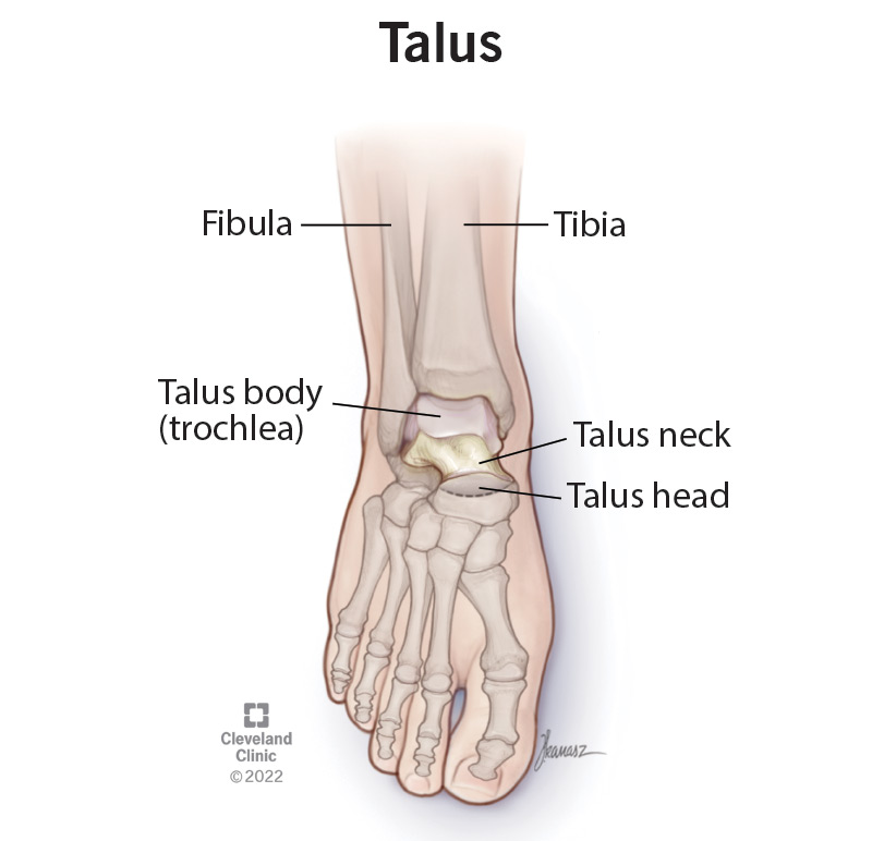 Illustrated anatomy of the ankle and foot including the talus bone.