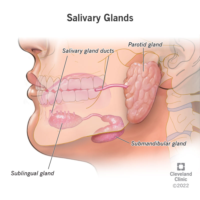Profile view showing anatomical location of the parotid gland, submandibular gland, sublingual gland and salivary gland ducts.