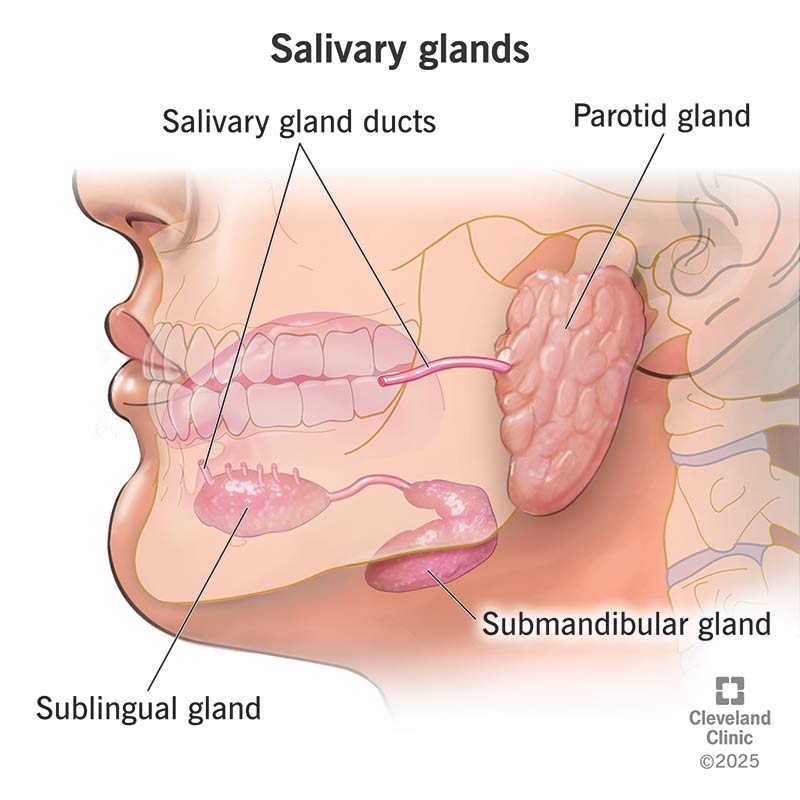 Salivary Glands Location Function