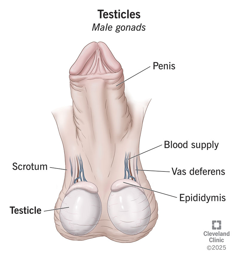 Anatomy of testicles, which are egg-shaped organs in your scrotum that store and transport sperm